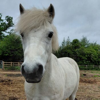 Tony Pony
